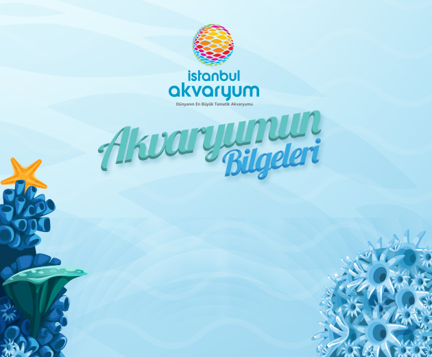 İstanbul Akvaryum - Akvaryumun Bilgeleri